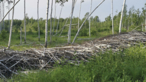 В Серышевском округе неизвестные уничтожили больше сотни деревьев почти на миллион рублей - gtrkamur.ru