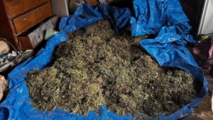 На амурском подворье нашли склад марихуаны весом больше центнера - gtrkamur.ru