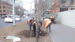 Осеннее озеленение: на улицах Благовещенска высадили новые деревья - gtrkamur.ru