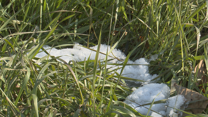 Днем до +2 °С: погода в Приамурье на 4 ноября - gtrkamur.ru