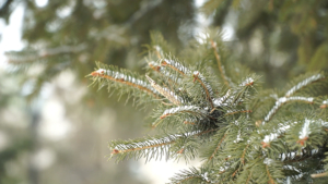 В Приамурье провели лесовосстановительные работы на 20 тысячах гектаров - gtrkamur.ru