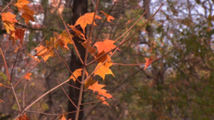 Мокрый снег прогнозируют синоптики на этой неделе в Благовещенске - gtrkamur.ru