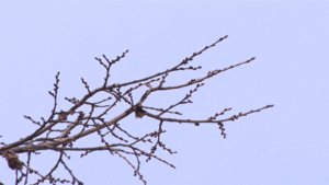 Небольшой снег: прогноз погоды на 21 ноября в Приамурье - gtrkamur.ru