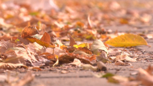 До +7 °С: прогноз погоды на 23 октября в Приамурье - gtrkamur.ru