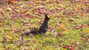 Без осадков: прогноз погоды на 15 октября в Приамурье - gtrkamur.ru