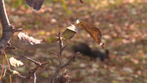 До -15 °С: прогноз погоды на 22 октября в Приамурье - gtrkamur.ru