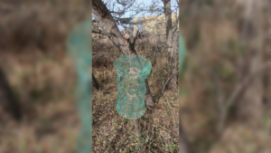 Иностранцы пытались отловить воробьев на ужин в Благовещенском округе - gtrkamur.ru