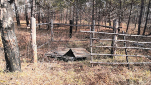 В Приамурье продолжается борьба с бесхозяйными скотомогильниками - gtrkamur.ru