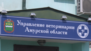 Льготной стерилизацией для домашних питомцев воспользовались более 700 амурчан - gtrkamur.ru