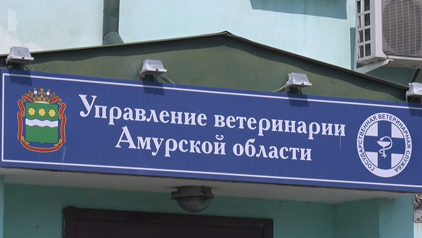 Льготной стерилизацией для домашних питомцев воспользовались более 700 амурчан - gtrkamur.ru