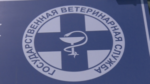 Амурские ветеринары провели более тысячи операций по льготной стерилизации - gtrkamur.ru
