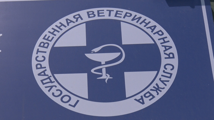 Амурские ветеринары провели более тысячи операций по льготной стерилизации - gtrkamur.ru