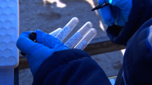 Ветеринары Амурской области проводят осенний этап вакцинации коров от сибирской язвы﻿ - gtrkamur.ru