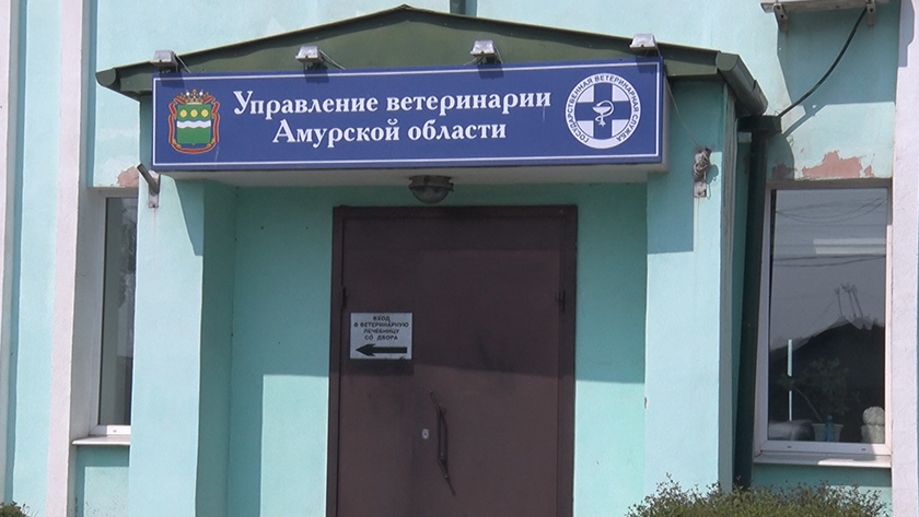 Жестокое обращение: амурчанка заплатит штраф за смерть своей собаки - gtrkamur.ru