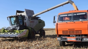 Амурские аграрии приблизились к полной уборке ранних зерновых — 99% плана выполнено - gtrkamur.ru