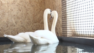 Лебеди Пётр и Феврония вместе с декоративными утками пережидают вторую зиму в Ивановке - gtrkamur.ru