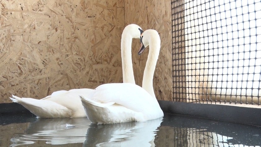 Лебеди Пётр и Феврония вместе с декоративными утками пережидают вторую зиму в Ивановке - gtrkamur.ru