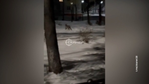 Рысь заметили в одном из скверов Райчихинска - gtrkamur.ru