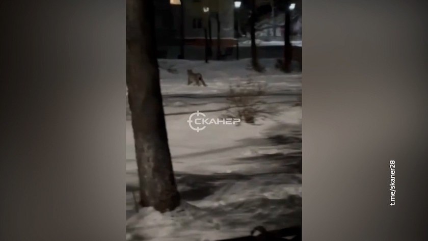 Рысь заметили в одном из скверов Райчихинска - gtrkamur.ru