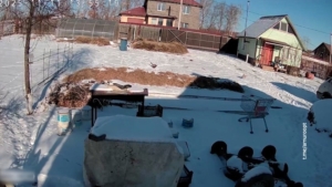 Фазаны начали искать пропитание во дворах частных домов жителей Приамурья - gtrkamur.ru