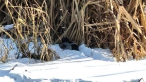 Селезеня с врожденным дефектом крыла спасли на замерзшей Бурхановке в областном центре - gtrkamur.ru