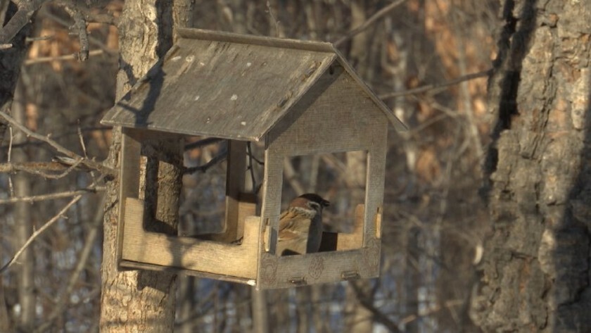 Забота о пернатых: благовещенцев приглашают помочь зимующим птицам - gtrkamur.ru