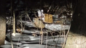 Спасение в Чигирях: рысь, просидевшую на дереве больше суток, вызволили из населённого пункта - gtrkamur.ru