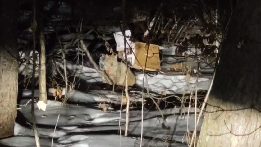 Спасение хищника: рысь, просидевшую на дереве больше суток, вызволили из населённого пункта - gtrkamur.ru