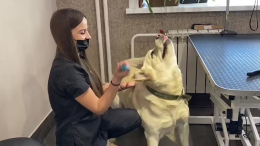 Амурские мастерицы изготавливают лечебные пояса из собачьей шерсти для бойцов СВО - gtrkamur.ru