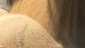 Порядка 30 миллионов: экспорт продукции АПК вырос в прошлом году в Приамурье - gtrkamur.ru