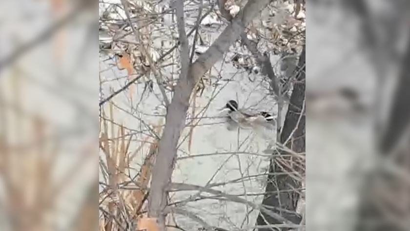 Переносят холод до -30 градусов: утки, оставшиеся жить на Бурхановке, не нуждаются в помощи - gtrkamur.ru