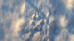 Волчья охота не удалась: хищник попал в объектив егеря в Ромненском округе - gtrkamur.ru