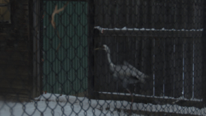 Раненого журавля, спасенного в Приамурье, передали для восстановления в Муравьевский парк - gtrkamur.ru