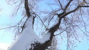 До –43 °С: какая погода ждёт Амурскую область 26 декабря - gtrkamur.ru