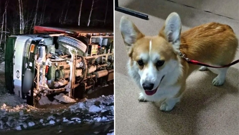 Под Февральском спасатели выручили замерзавших – водителя и его корги - gtrkamur.ru