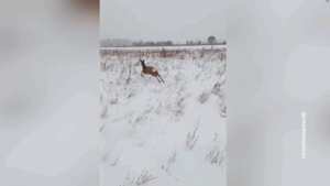 Амурские охотоведы спасли заблудившуюся косулю в Новокиевском Увале - gtrkamur.ru