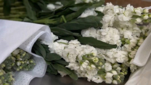 От роз до гипсофил: через Приамурье стали ввозить больше цветов из Китая - gtrkamur.ru