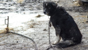 Амурчанин жестоко обошелся с семью собаками и заплатит штраф - gtrkamur.ru