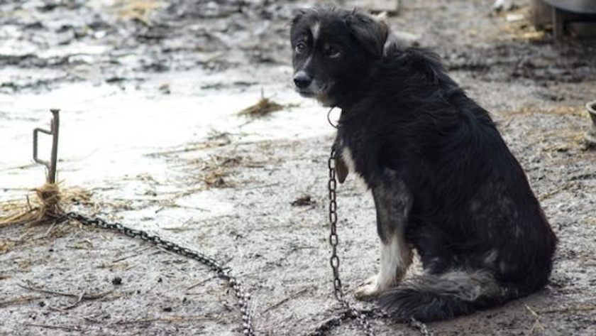 Амурчанин жестоко обошелся с семью собаками и заплатит штраф