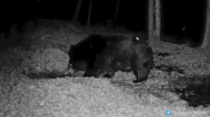 Необычные кадры из Хинганского заповедника: белогрудый медведь активно готовится к зиме - gtrkamur.ru