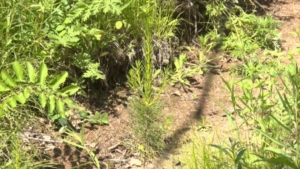 В регионе за этот год восстановили более 33 гектаров леса - gtrkamur.ru