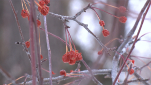 До -38 °С: прогноз погоды на 11 декабря в Приамурье - gtrkamur.ru