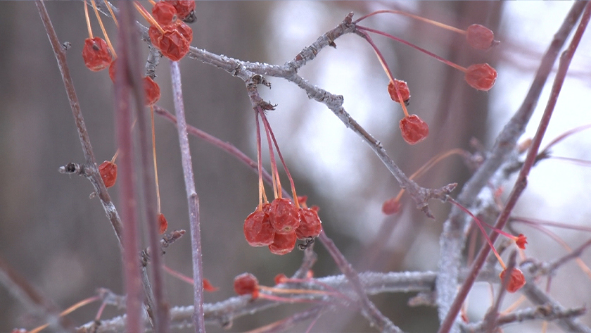 До -38 °С: прогноз погоды на 11 декабря в Приамурье - gtrkamur.ru