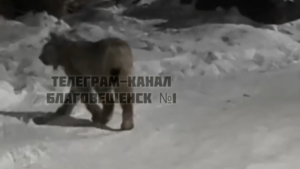 Рысь снова в Благовещенске: почему зверь заходит в городские кварталы - gtrkamur.ru
