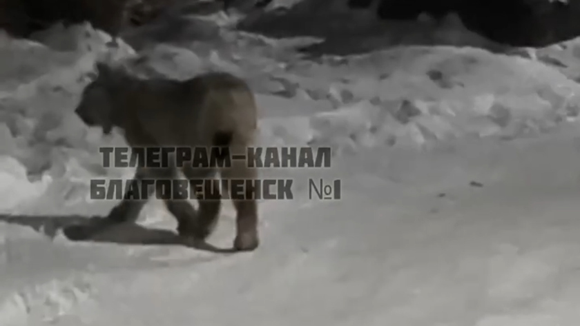 Рысь снова в Благовещенске: почему зверь заходит в городские кварталы - gtrkamur.ru
