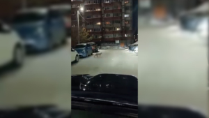 Рыси в городе: ещё одну дикую кошку заметили накануне среди многоэтажек в Благовещенске - gtrkamur.ru