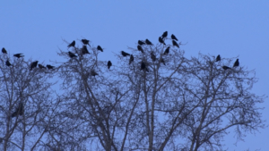 Из Благовещенска выгоняют ворон - gtrkamur.ru