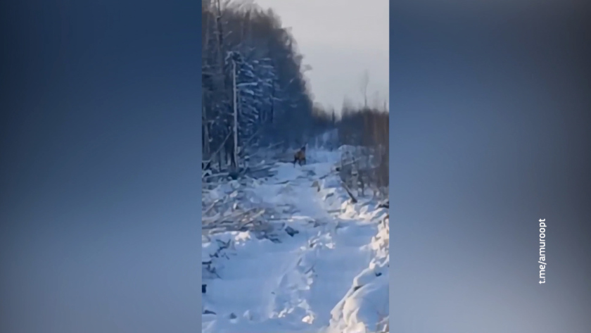 Копытных в амурских лесах стали чаще замечать местные жители - gtrkamur.ru