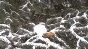 Малооблачно и без снега: прогноз погоды на 25 января в Приамурье - gtrkamur.ru