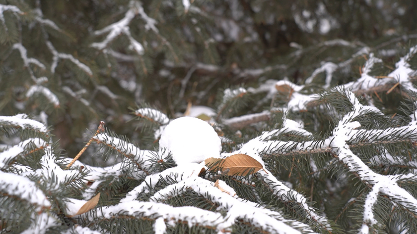 Малооблачно и без снега: прогноз погоды на 25 января в Приамурье - gtrkamur.ru